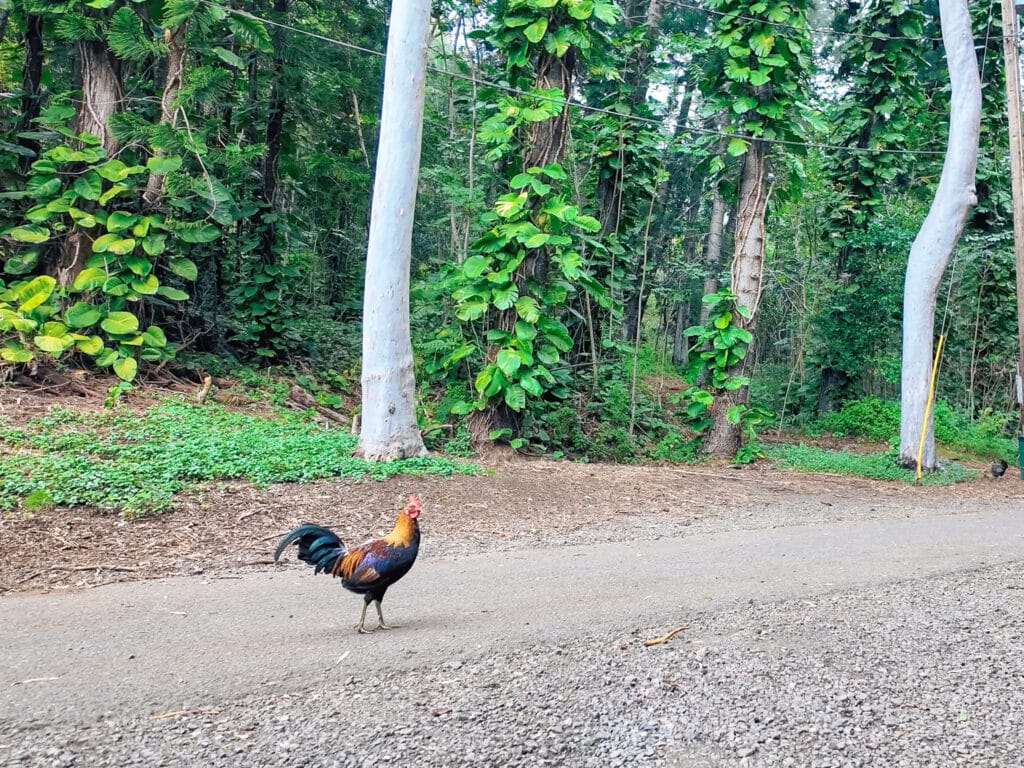 roosters are everywhere in hawaii