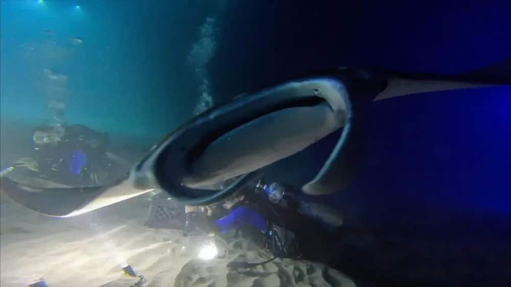 big-island-manta-ray-dive
