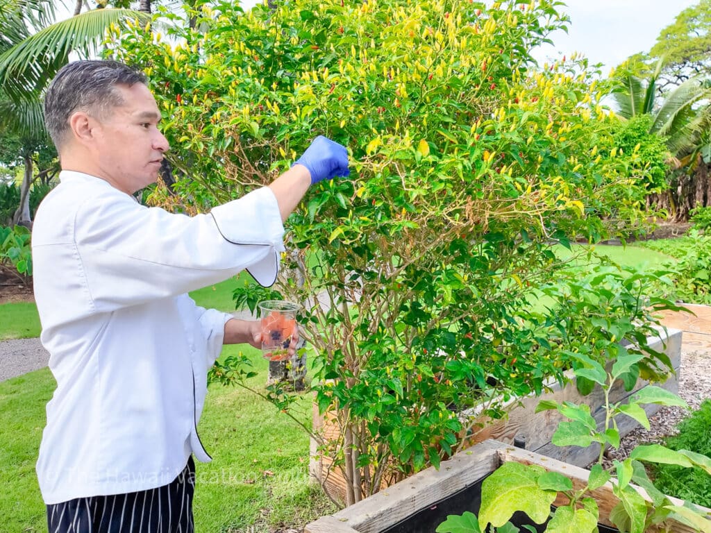 Mauna Kea Luau food chef picking herbs