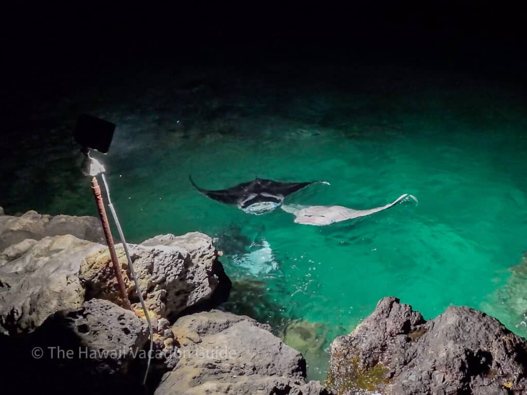 manta rays after mauna kea luau